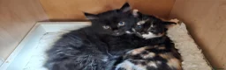 Mixed Breed cats for sale: 2 kittens in Oxford - Advert 12