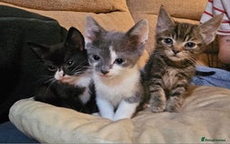Mixed Breed cats for sale: Adorable kittens looking for their forever homes  - Image 1