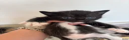 Mixed Breed cats for sale: 6 weeks old  - Advert 3