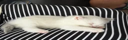 Ragdoll cats for sale: 7 Stunning Baby Ragdolls - Advert 12