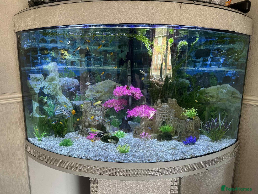 Other/Mixed Breed fish for sale: Beautiful tropical bow front corner fish tank - Image 3