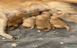 Golden Retriever dogs for sale: One girl left - Image 6