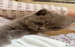 British Shorthair cats for sale: Gorgeous Kittens Ready to Find Their Forever Homes - Image 13