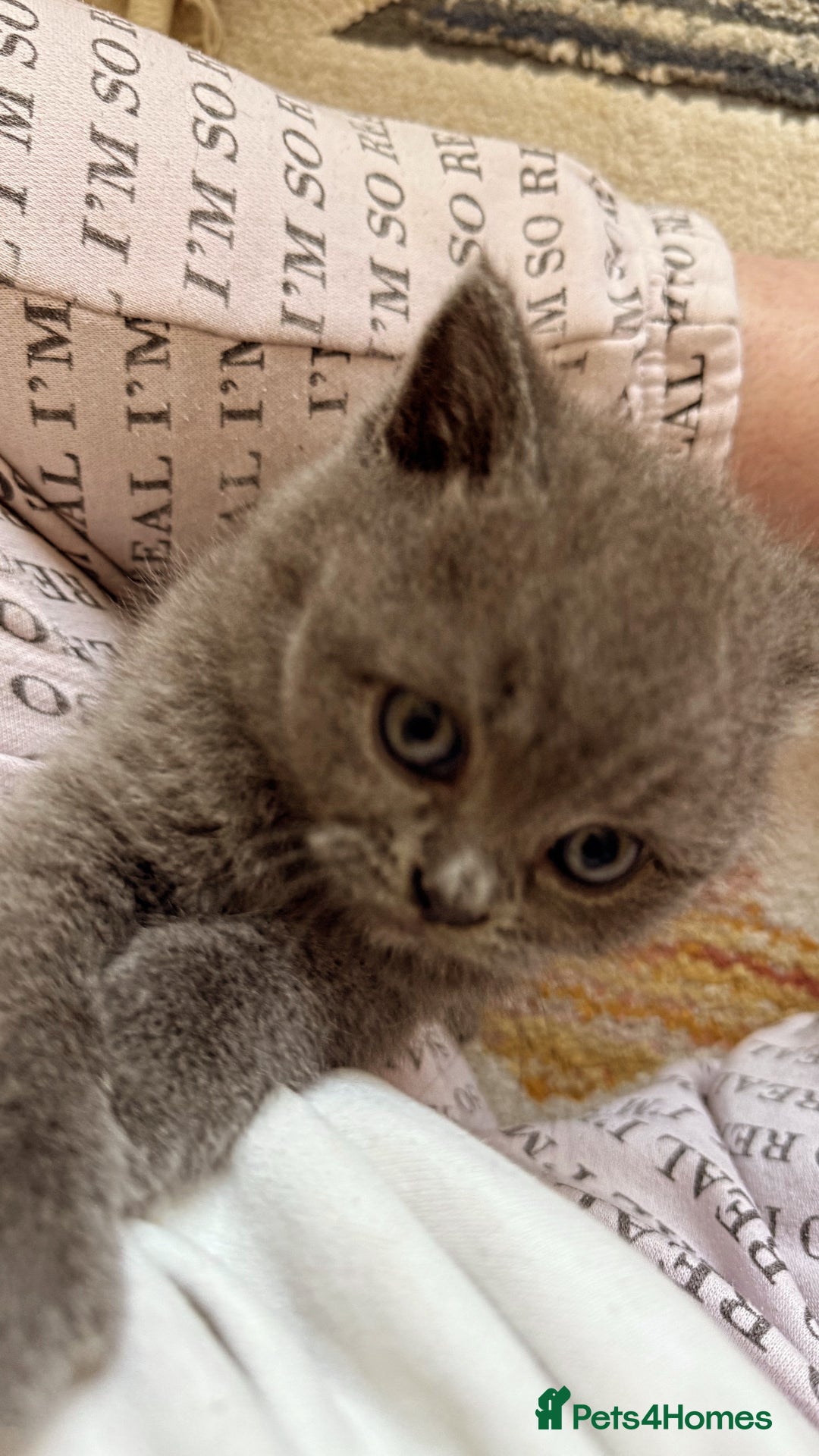 British Shorthair cats for sale: Gorgeous Kittens Ready to Find Their Forever Homes - Image 13