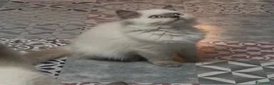 British Shorthair 3