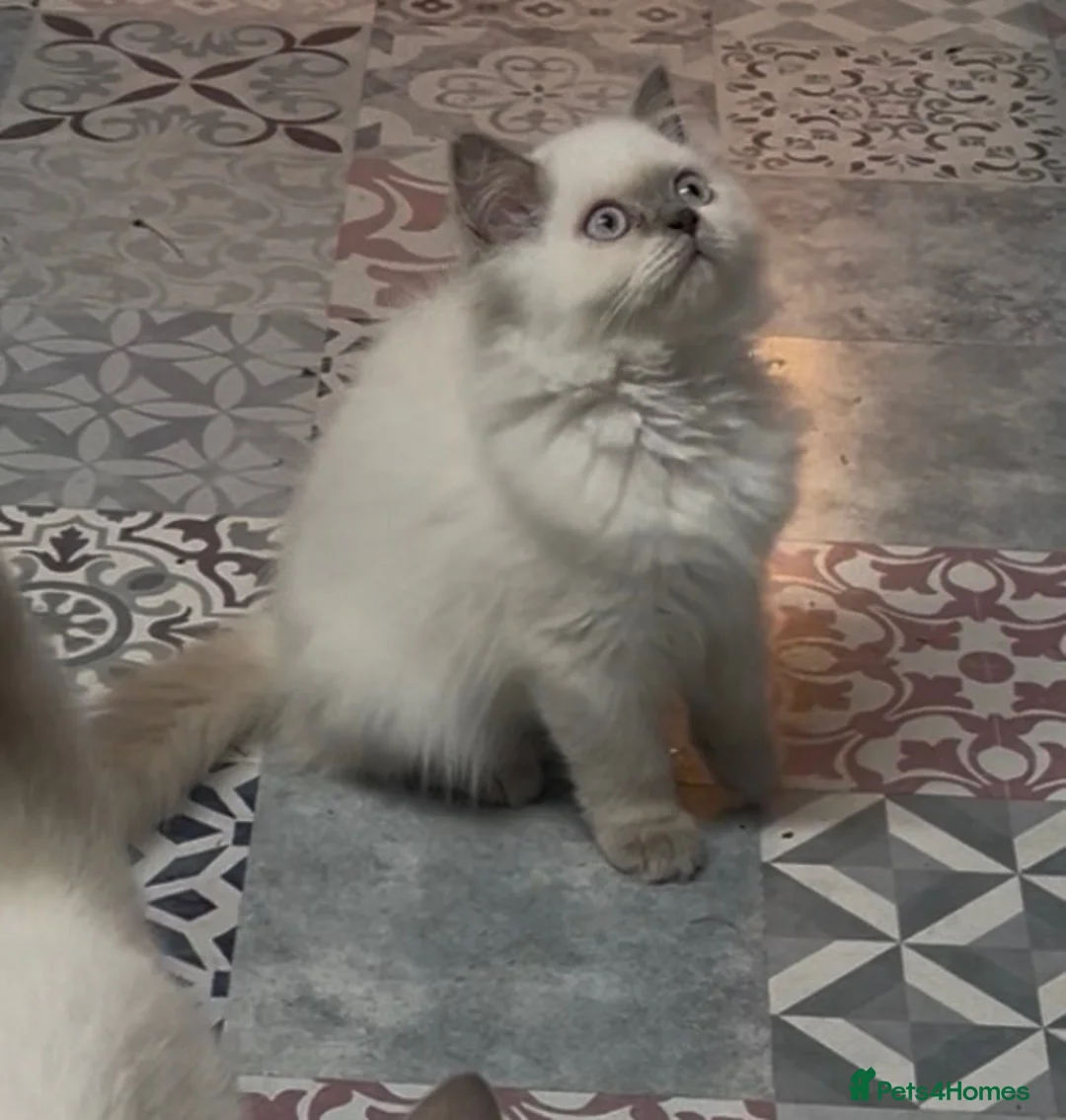 British Shorthair cats for sale: Stunning British shorthaired and longhair kittens - Advert 2