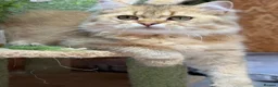 British Longhair cats for sale: Stunning British Longhair kittens  - Advert 2