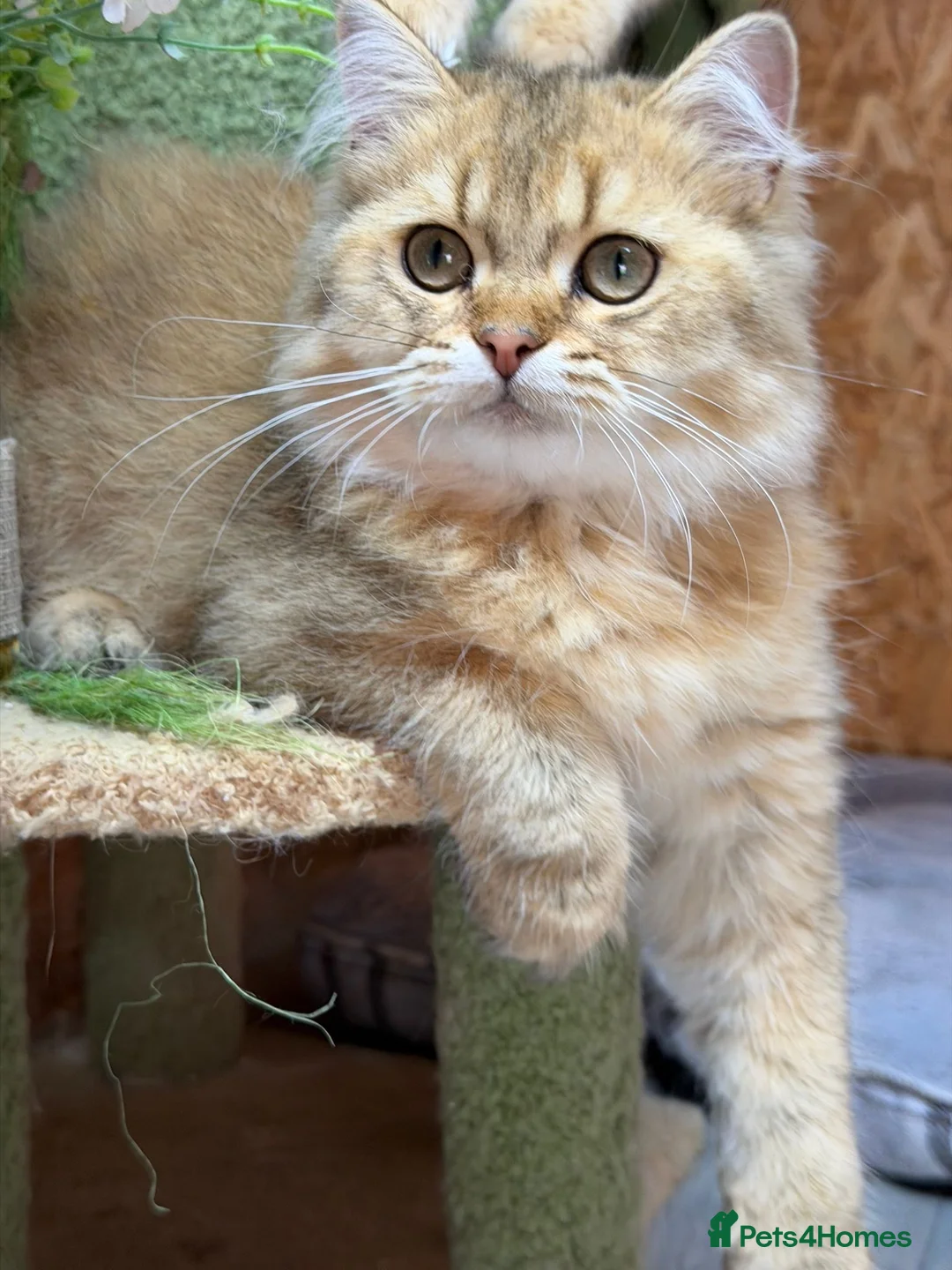 British Longhair cats for sale: Stunning British Longhair kittens  - Advert 2