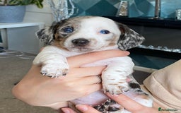 Miniature Dachshund dogs for sale: 3 STUNNINGLY ADORABLE MINIATURE DACHSHUND PUPPIES  - Image 5