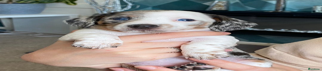 Miniature Dachshund Puppy 3