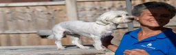 Mixed Breed dogs for adoption: Regina - nickname - Reggie - Advert 5