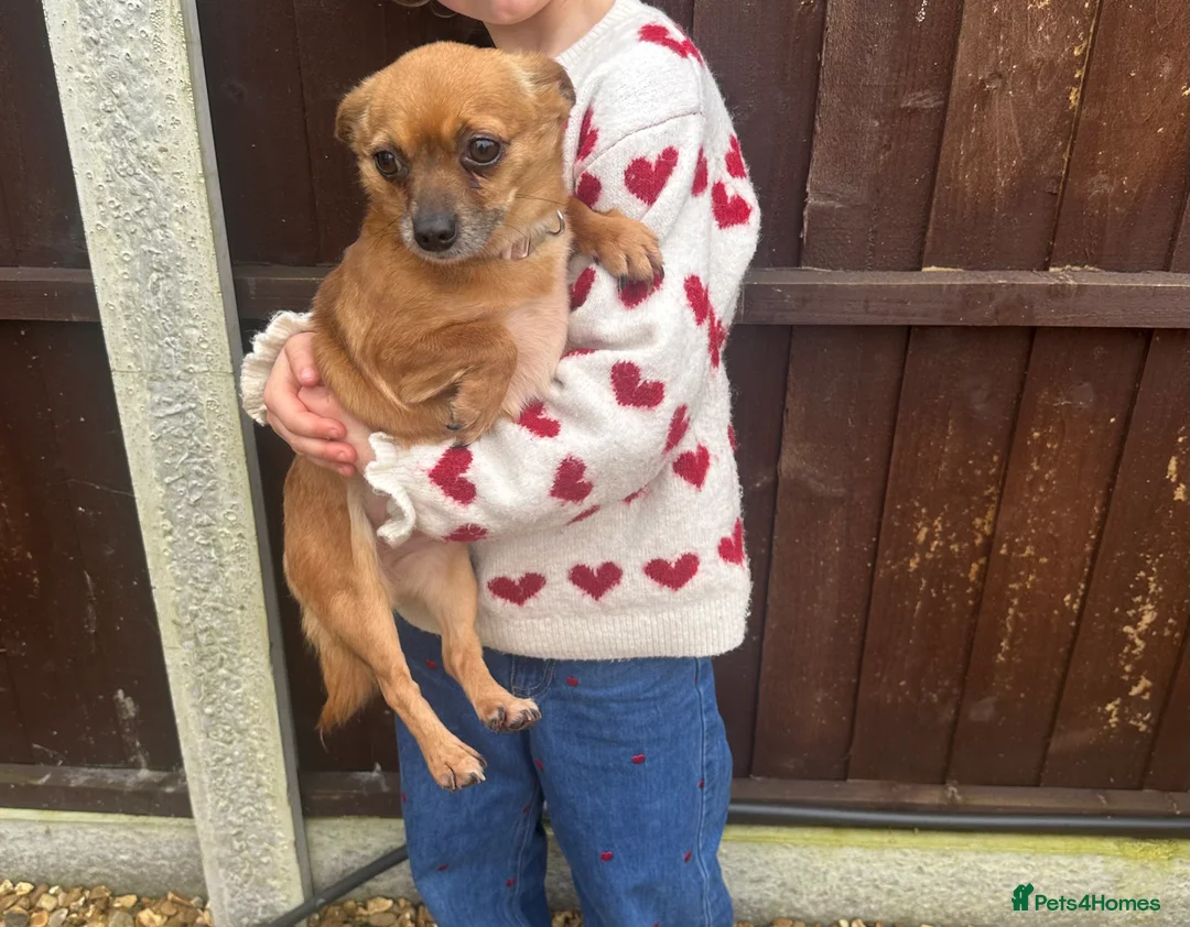 Jack Chi dogs for sale: Jack chi - Advert 1