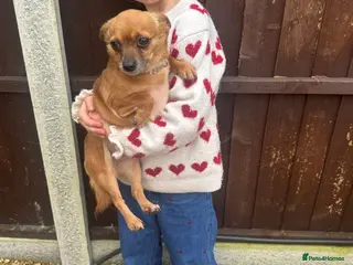 Jack Chi dogs Jack chi - Advert 1