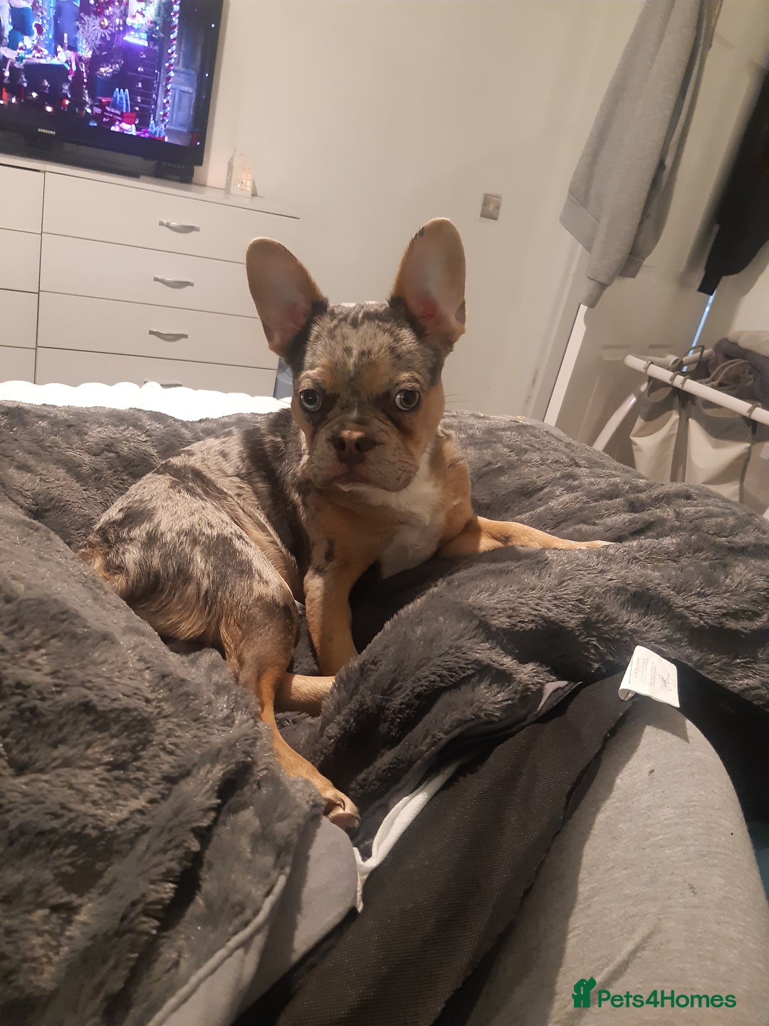 French Bulldog dogs for sale: Merle French Bulldog  - Advert 1