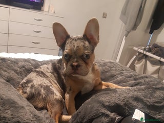 French Bulldog dogs Merle French Bulldog - Advert 1