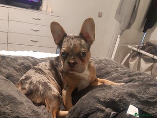 French Bulldog dogs Merle French Bulldog - Advert 8