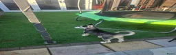 Siberian Husky dogs for sale: Siberian Husky  - Advert 3