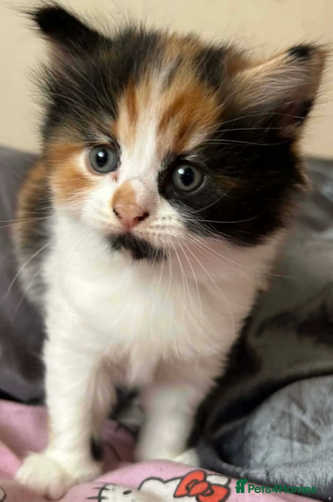 Siamese cats for sale: Siamese mixed kittens  - Advert 2