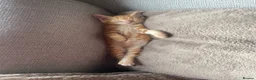 Mixed Breed cats for sale: Two kittens looking for their forever families  in Glasgow - Advert 18