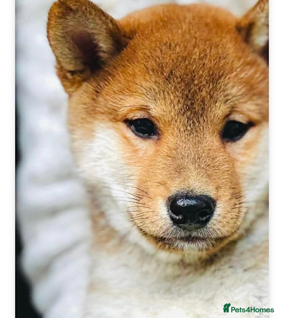 Japanese Shiba Inu dogs KC Registered Shiba Inu puppies – Home raised - Advert 1