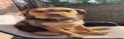 Mixed Breed dogs for sale: Beautiful mix bread - Advert 3