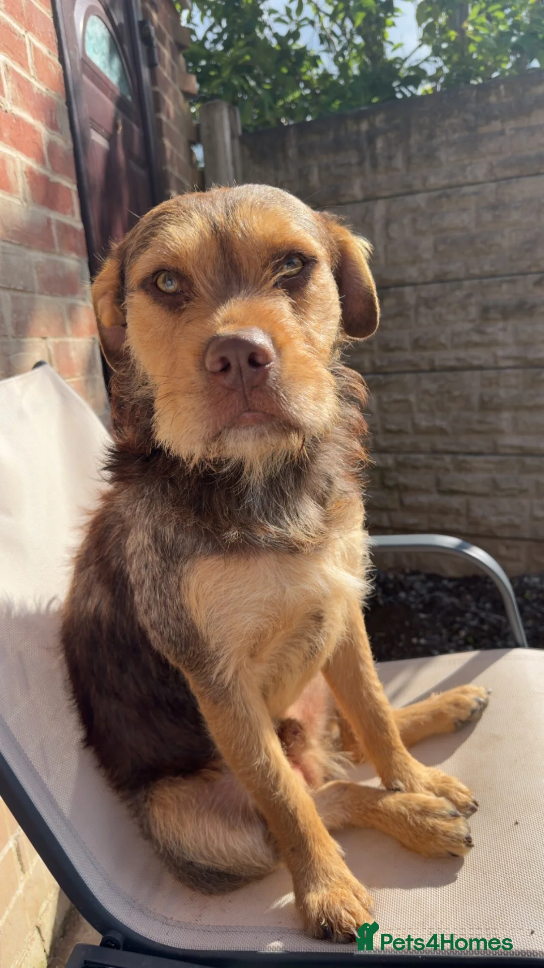 Mixed Breed dogs for sale: Beautiful mix bread - Advert 3