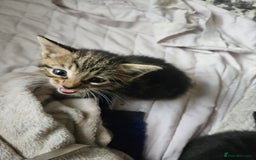 Mixed Breed cats for sale: Kittens are looking for homes  - Image 5