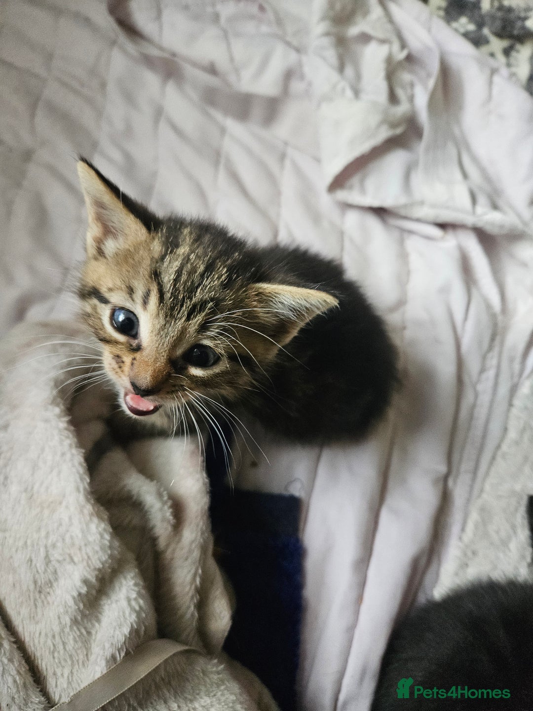 Mixed Breed cats for sale: Kittens are looking for homes  - Image 5