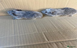 Guinea Pig rodents for sale: Baby Female Guinea Pigs - Image 2
