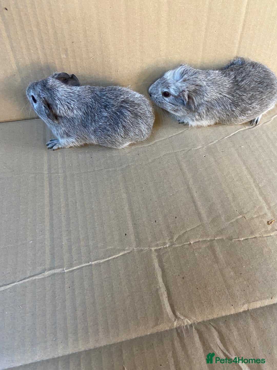 Guinea Pig rodents for sale: Baby Female Guinea Pigs - Image 2