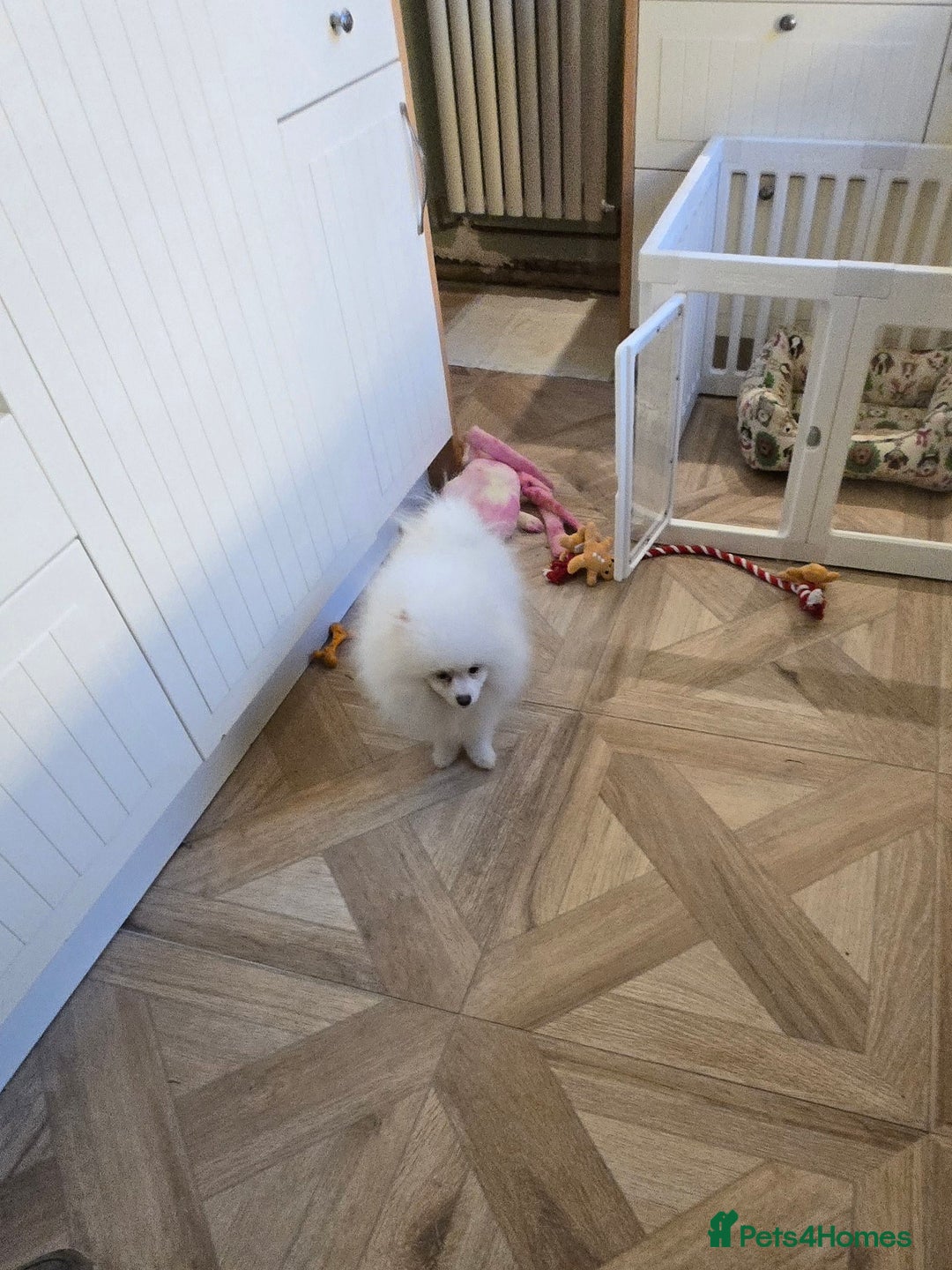 Pomeranian dogs for sale: Snow white Pomeranian boy - Advert 2