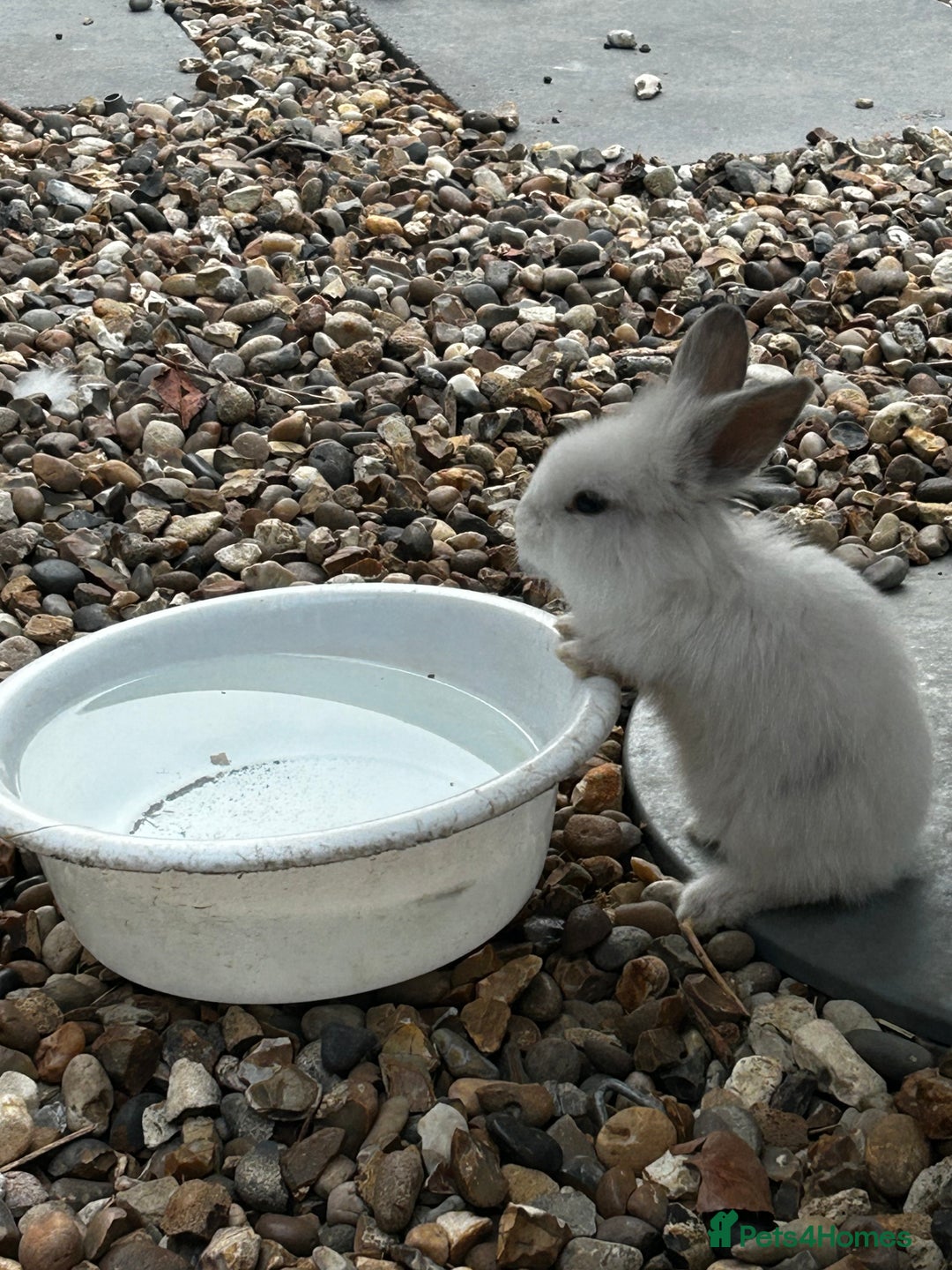 Mixed Breed rabbits for sale: Mixed bunnies - Image 4