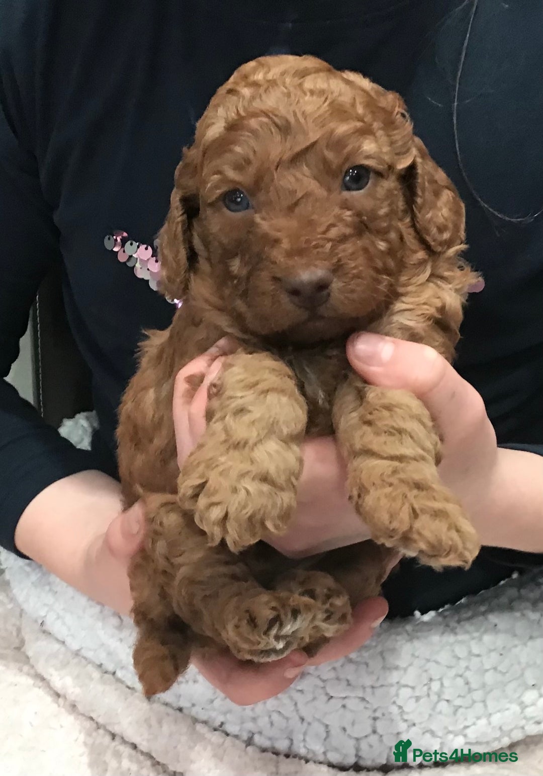 Labradoodle dogs for sale: 5* MINI F1B LABRADOODLE PUPPIES. - Advert 28