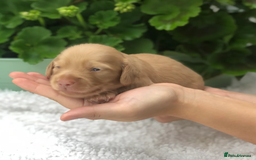 Miniature Dachshund dogs for sale: Cream Miniature Long-Haired Dachshund Puppies - Image 9
