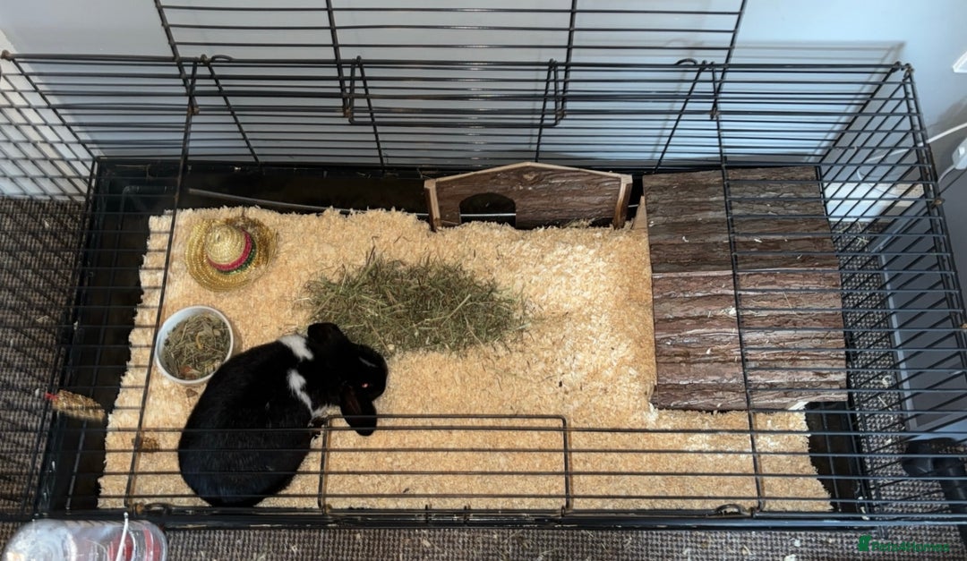 English rabbits for sale: Female Rabbit for Sale - Advert 4