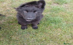 German Shepherd dogs for sale: Ready Now Beautiful Big Long Coated GSD Puppies - Image 8