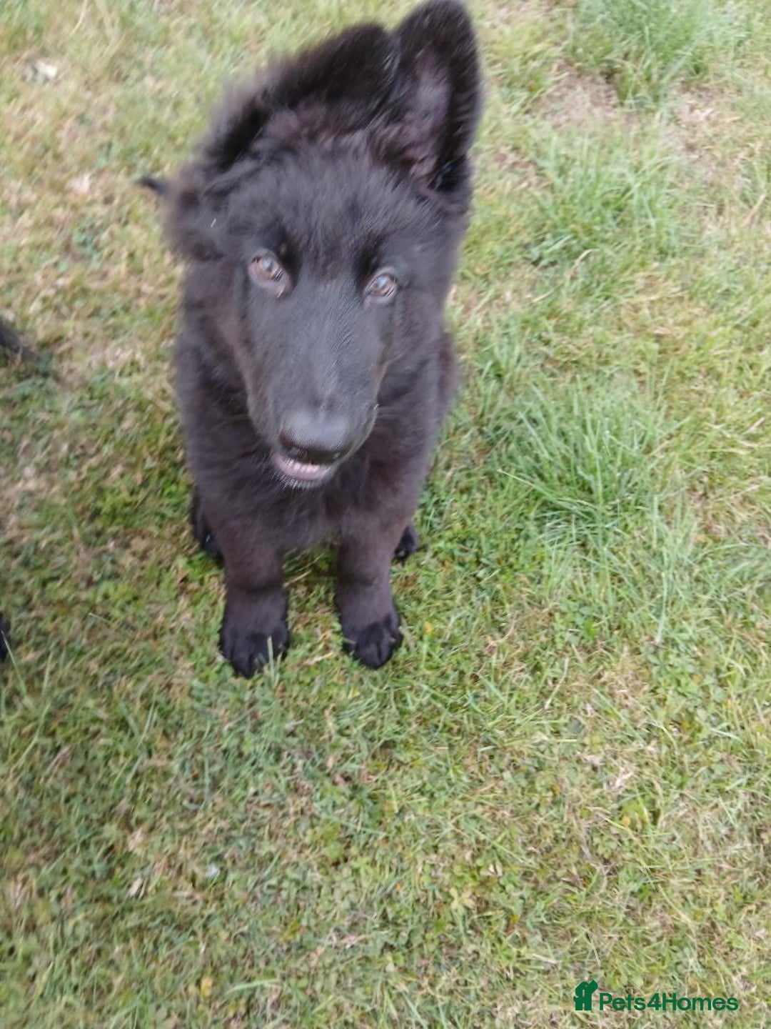 German Shepherd dogs for sale: Ready Now Beautiful Big Long Coated GSD Puppies - Image 8