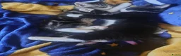 Mixed Breed cats for sale: Kittens looking for a lovely family 😻 in Leeds - Advert 5