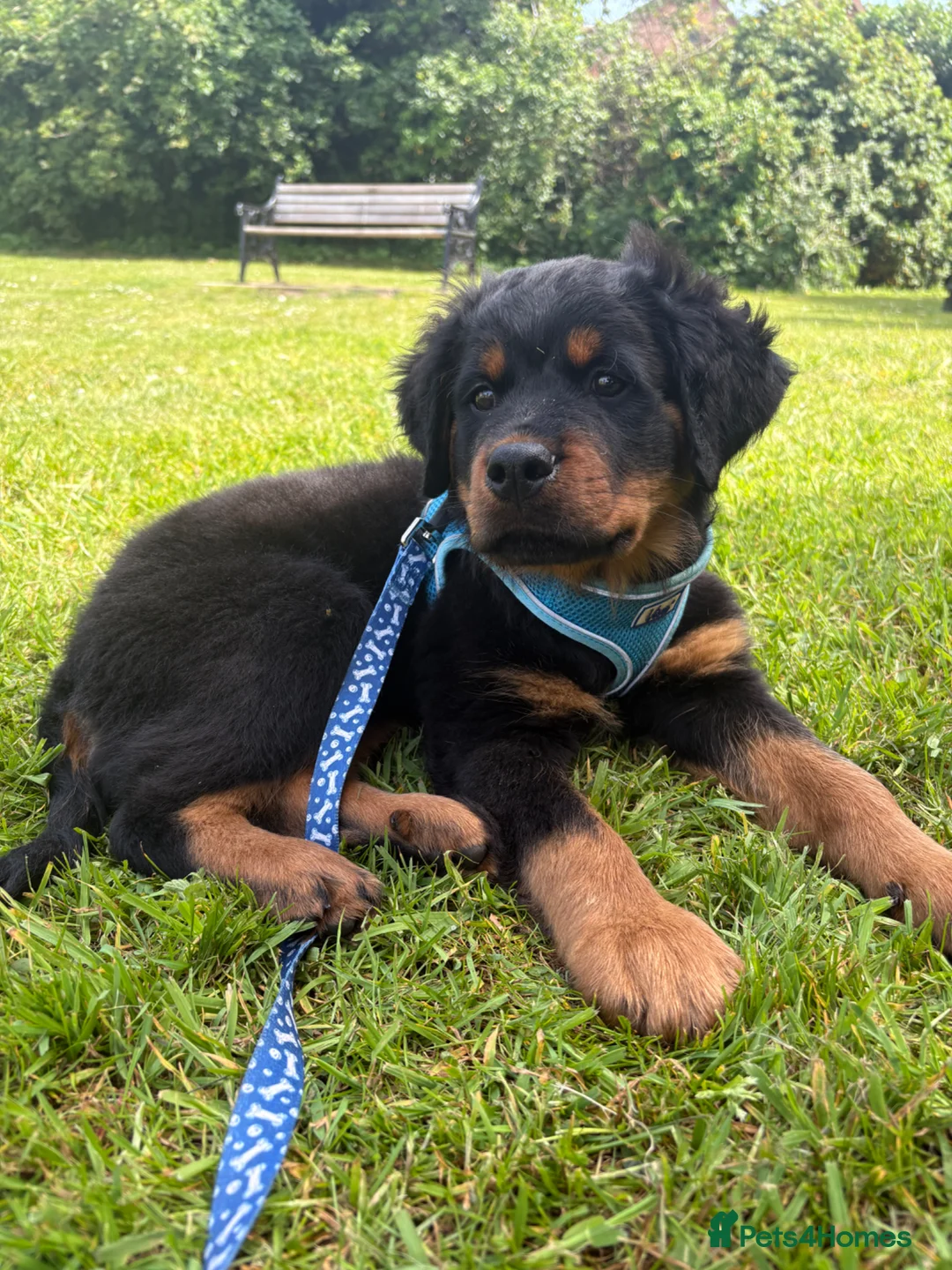 Rottweiler dogs for sale: Fluffy Rottweiler  - Advert 2