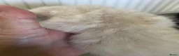 Selkirk Rex cats for sale: Selkirkrex babies - Advert 3