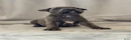 Staffordshire Bull Terrier dogs for sale: Stunning Staffordshire Bull Terriers! - Advert 23