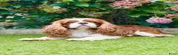 Cavalier King Charles Spaniel dogs for stud: KC Reg Health Tested Excellent Pedigrees for STUD in Nottingham - Advert 3