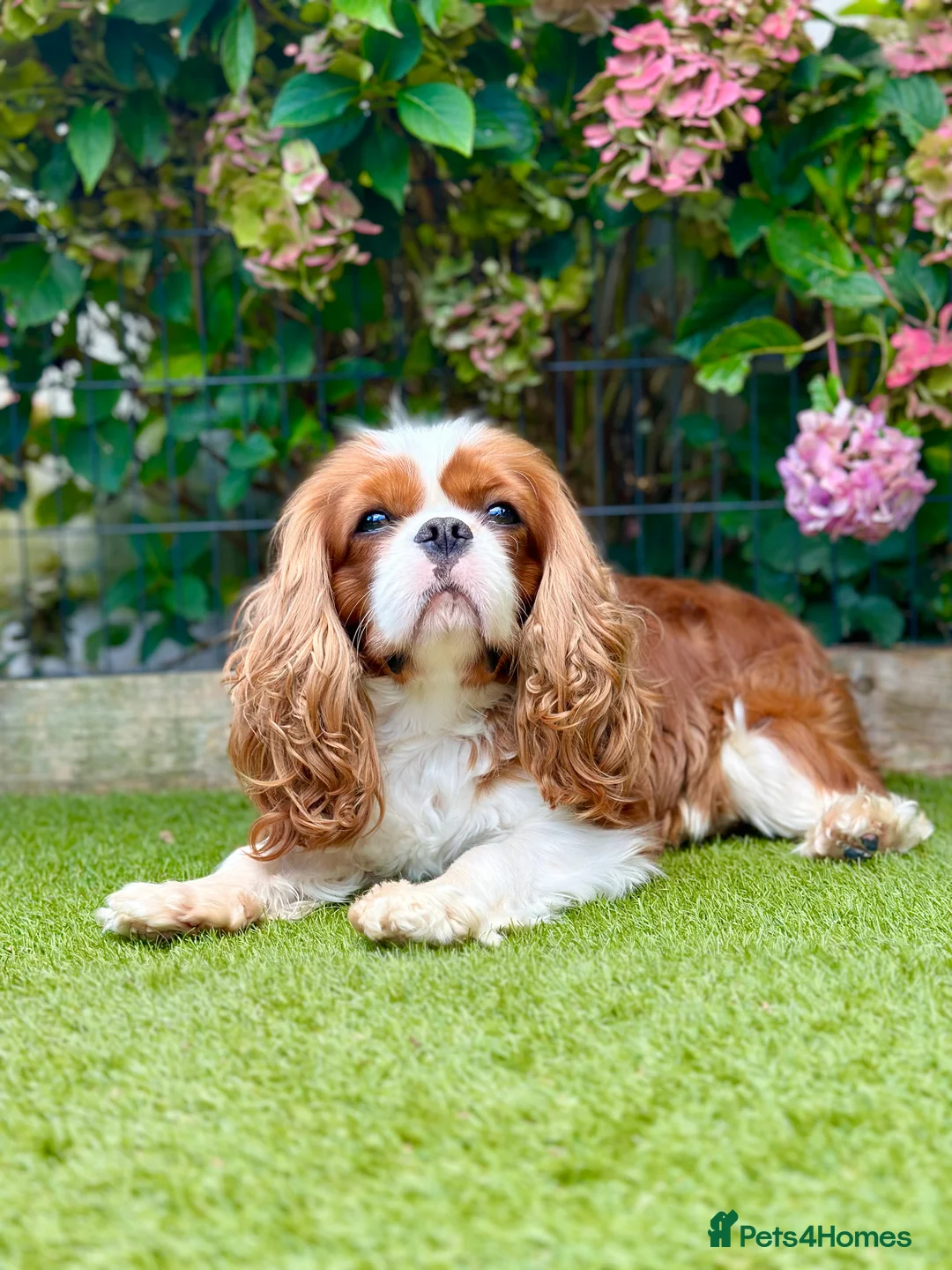 Cavalier King Charles Spaniel dogs for stud: KC Reg Health Tested Excellent Pedigrees for STUD in Nottingham - Advert 3