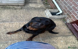 Rottweiler dogs for sale: Phoenix - female rottweiler  - Image 3