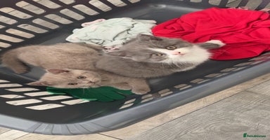 British Shorthair cats - Advert 3
