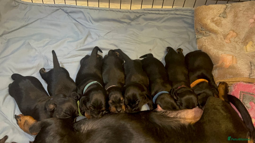 Miniature Dachshund dogs for sale: Miniature dachshund  - Advert 2