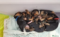 Yorkshire Terrier dogs for sale: Beautiful Yorkshire Terrier puppies - Image 5