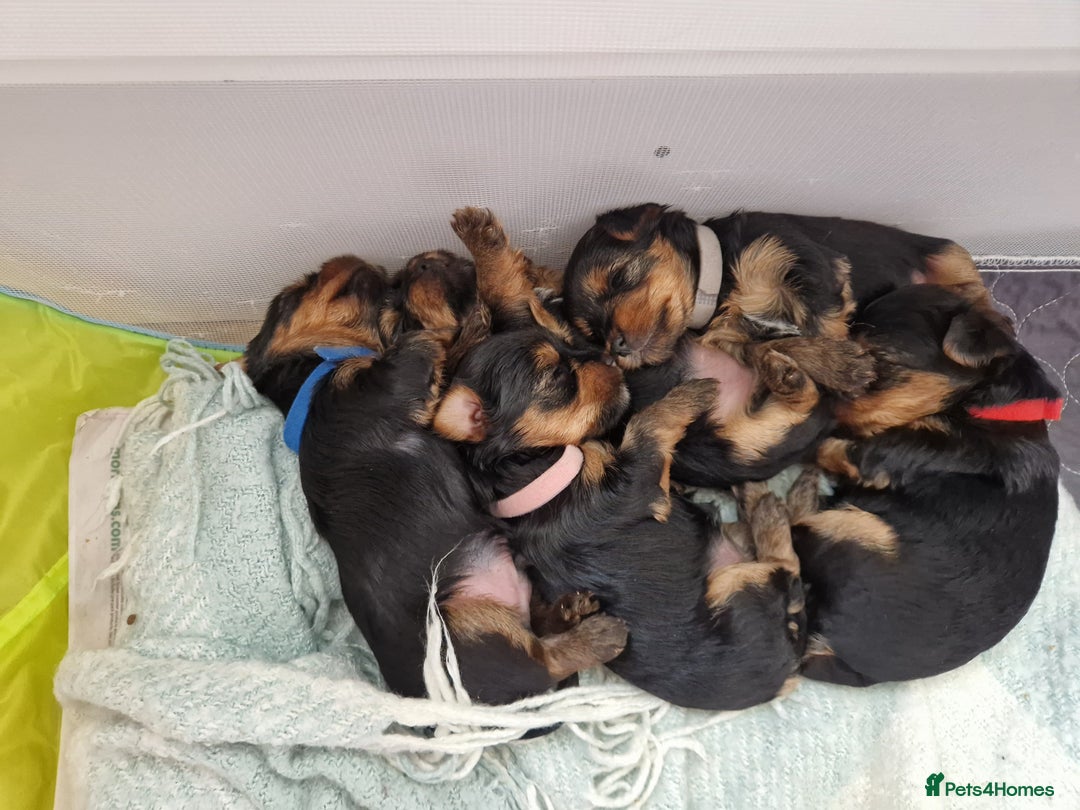 Yorkshire Terrier dogs for sale: Beautiful Yorkshire Terrier puppies - Image 5