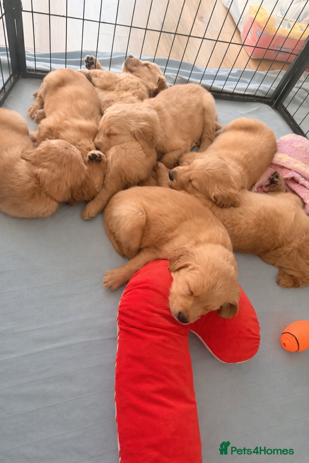 Golden Retriever dogs Perfect Golden Retriever Puppies - Advert 9