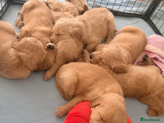 Golden Retriever dogs Perfect Golden Retriever Puppies - Advert 9